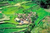 The Rice Terraces